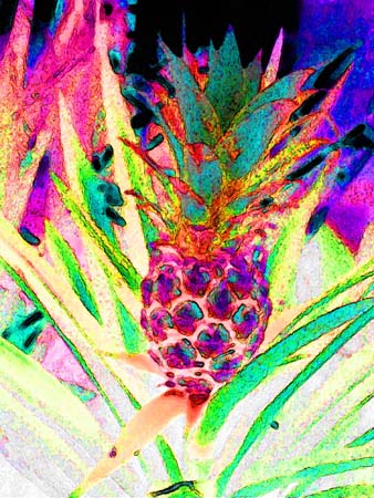 Pineapple 080-4