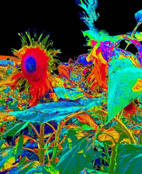 Rainbow Sunflowers 2 - Digital Photograph