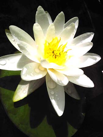 Water Lily 002-2