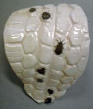 Ceramic  Bugs on Tyre Tread