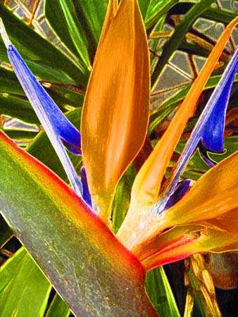 Bird Of  Paradise 021-2