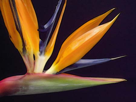Bird Of  Paradise 072-1
