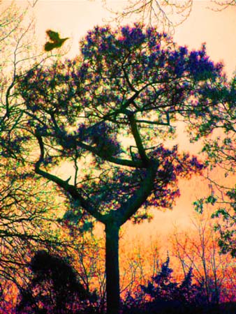 Bird Tree 1-015