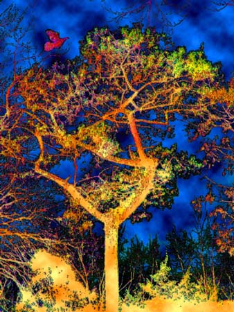 Bird Tree 2-015