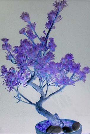 Bonsai And Pebbles 057-1