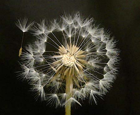Dandilion Seed Head  091 - 2