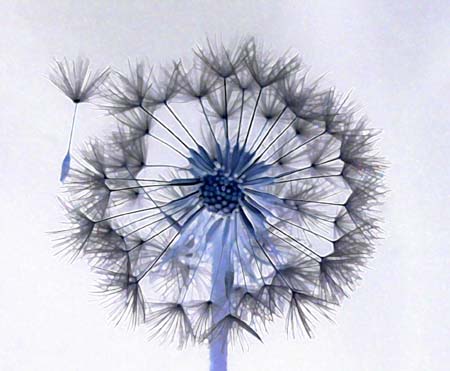Dandilion Seed Head  091 - 3