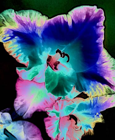 Gladiola 264-3
