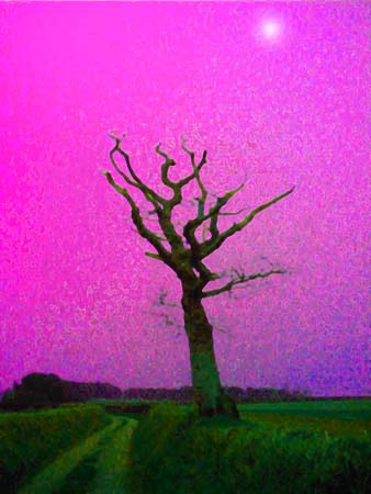 One  Tree Lane Flare 3-037