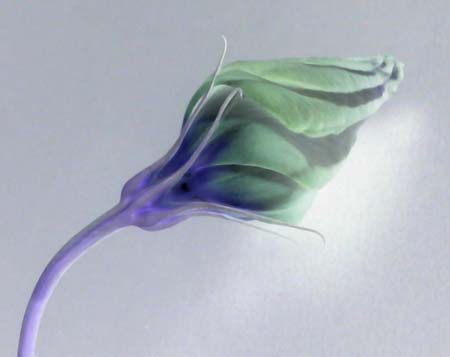 Pointy Bud 172-3