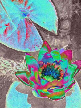 Rainbow Lotus