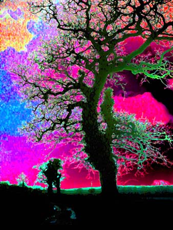 Tree Lane Simouth 086-1