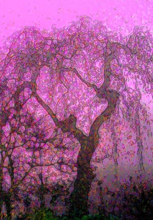 Tree Mist 1