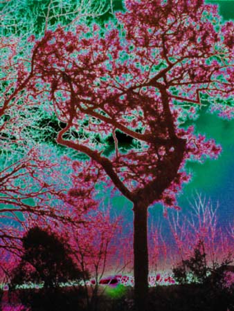 Tree Solar 006-1