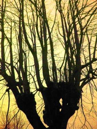 Tree-branches Up 159-1