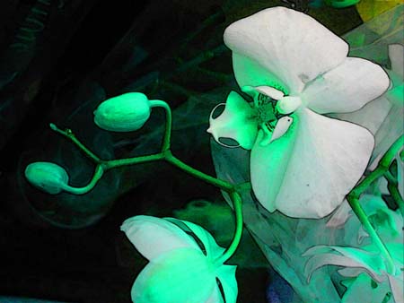 Turq Orchid 177-2