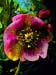Big Anenomy 094-1
