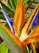 Bird Of  Paradise 021-2