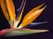 Bird Of  Paradise 072-1