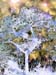 Bird Tree6-015