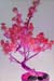 Bonsai And Psbbles 057-2