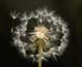 Dandilion Seed Head  091 - 2