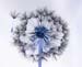 Dandilion Seed Head  091 - 3