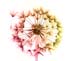 Dandilion Seed Head 091 4