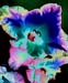 Gladiola 264-3