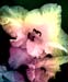 Gladioli 264-1
