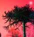 Monkey Tree 1-023