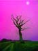 One  Tree Lane Flare 3-037