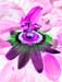Passion Flower 127-3