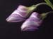 Pointed Buds 181-1