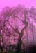 Tree Mist 1