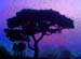 Tree Mist 2
