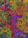 Tree Top 1