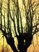 Tree-branches Up 159-1