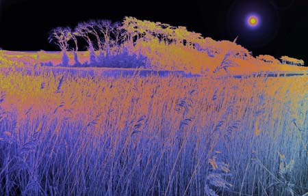 Budleigh New Glow