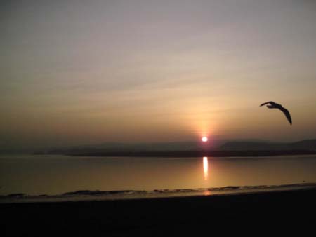 Estuary Calm 106-bird 1