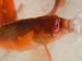 Blowing Bubbles 047-1