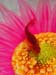 One Daisy Fish 024-1