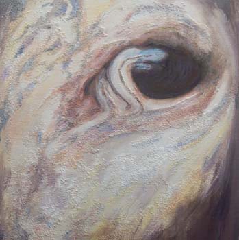 'Watching' -  Bovine Study - Acrylic