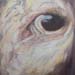 'Watching' -  Bovine Study - Acrylic