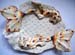 Dragon Fish Dish - Yellow