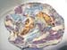 Fish on a Shell Dish
