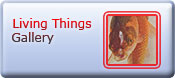 Living Things Btn